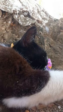 Кошка Мая хотела сьесть Юси😱🙀