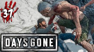 Орда за ордой ➤ DAYS GONE Прохождение 37 ● геймплей, игрофильм, обзор