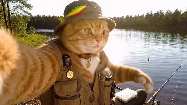 Неросетевые кошки на отдыхе