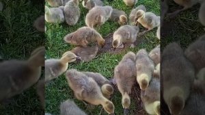 ГУСЯТА на выгуле.Выращиваем сами в деревне.