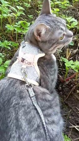 выгуливаю кошку