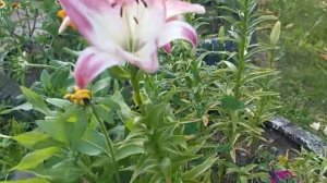 Sadovyy ugolok. Распустились лилии.