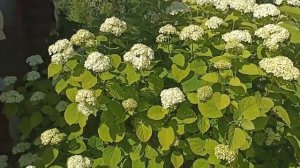 Sadovyy ugolok. Шикарная гортензия.
