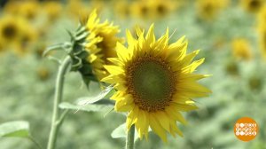 Цветущее лето. Доброе утро. Фрагмент выпуска от 15.07.2025