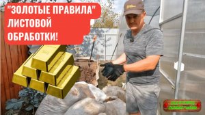 Золотые правила проведения листовых обработок. Как повысить эффективность работы по листу!