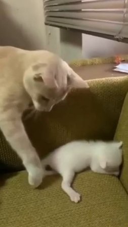 Cats and Kittens 3