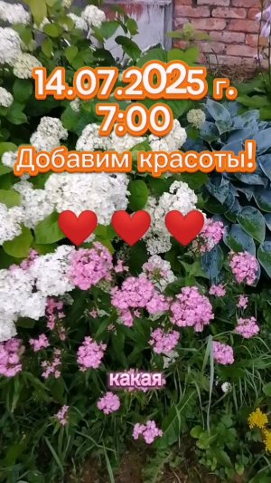 ДОБАВИМ КРАСОТЫ! #цветы #красота #живаяприрода #природа #утродоброе #goodmorning #morning