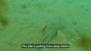 E66 Владивосток, нырялка о. Русский - Шкота. Суп из икры минтая, краба и моллюсков. Вода +6.