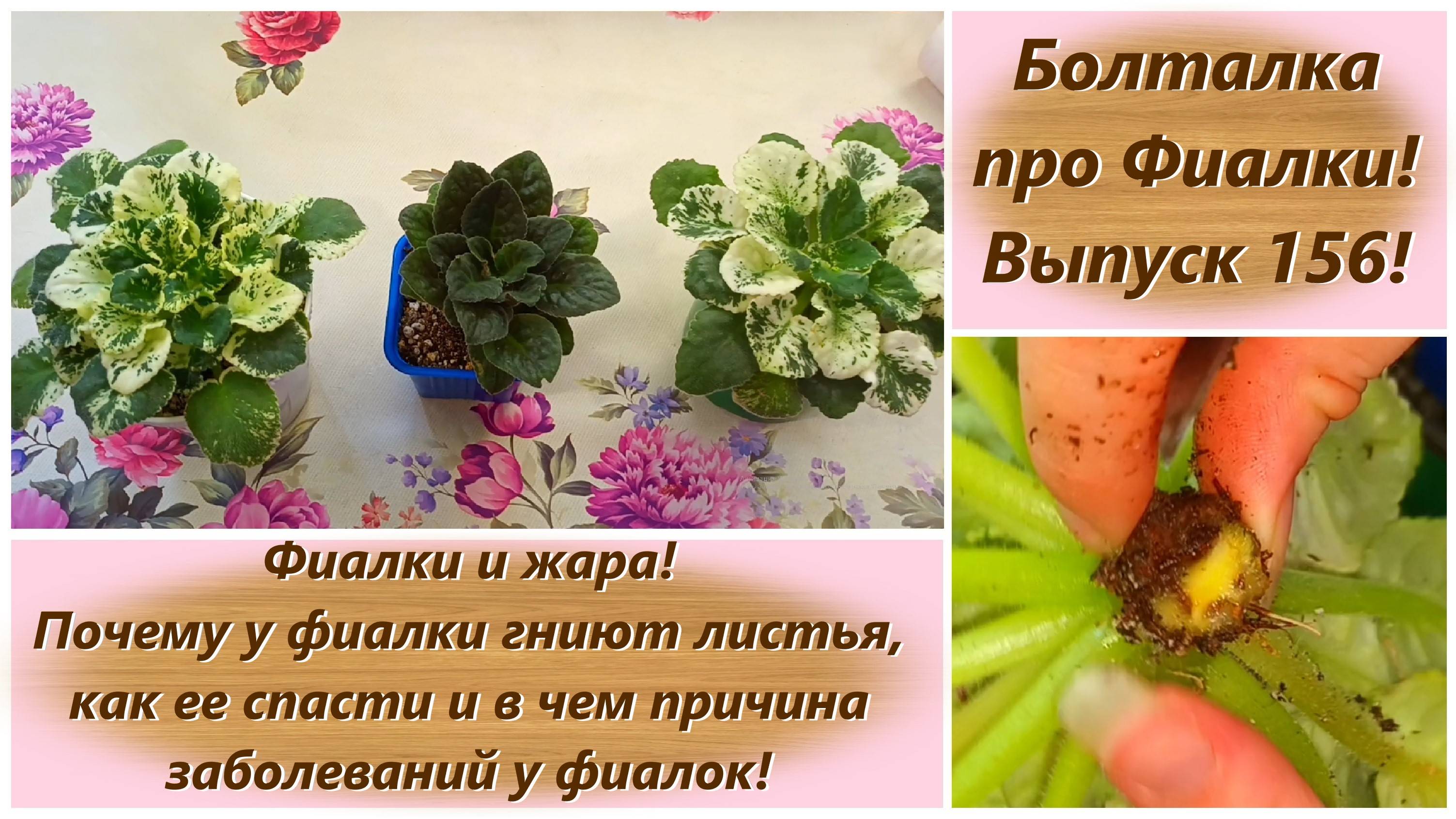 Болталка про Фиалки! Выпуск 156! Фиалки и жара! Почему у фиалки гниют листья и как ее спасти!