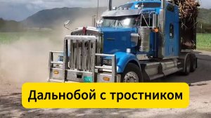 Траки с тростником выкатывают достойное парковое поместье  #дизельворкс