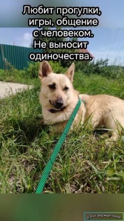 Только любовь