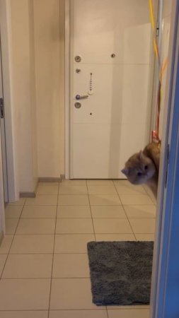 cat is flying in a balloon