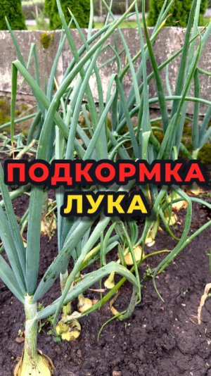 ‼️САМОЕ ВРЕМЯ подкормить лук🧅