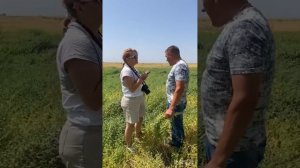 Семеноводческое хозяйство / семена / Ставрополье / Стодеревское / сельское хозяйство / апк