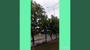 Берёзы.