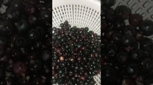 СМОРОДИНА " ЯДРЕНАЯ" ДЕЛАЮ ДЕСЕРТ НА ЗИМУ