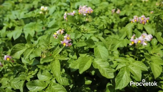 20 КАПЕЛЬ И КАРТОФЕЛЬ КАК С КАРТИНКИ! Одна подкормка в июле спасет от фитофторы и колорадских жуков