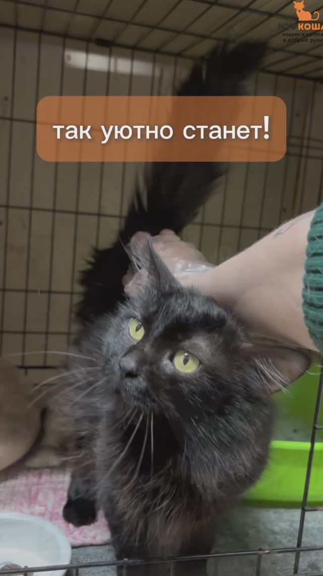 Смолыш ждёт вас в приюте #Муркоша