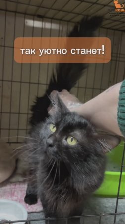 Смолыш ждёт вас в приюте #Муркоша