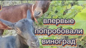 ВПЕРВЫЕ ПОПРОБОВАЛИ ВИНОГРАД  ИДЕМ В КИНО КУПАЕМСЯ В БАССЕЙНЕ