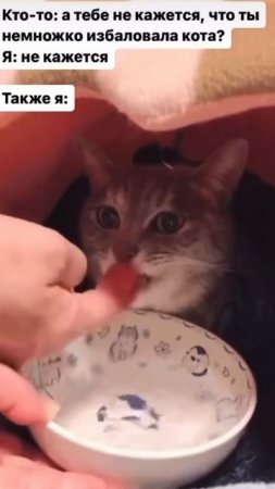 Приколы с котами. Угарное видео с животными.