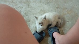 уснул мой кот Азраэль