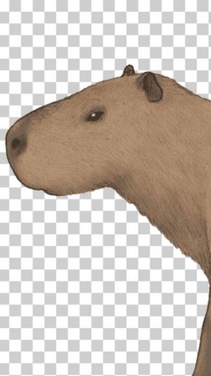 кошары