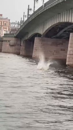 Мужик прыгает с Дворцового моста
