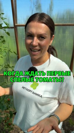 Когда ждать первые спелые томаты