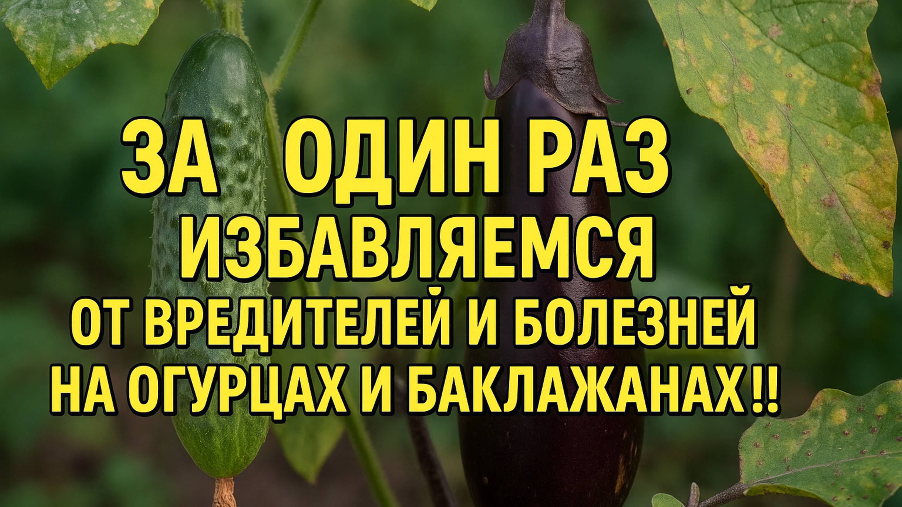 За ОДИН РАЗ избавляемся от вредителей и болезней на Огурцах и Баклажанах!!