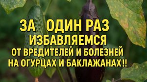 За ОДИН РАЗ избавляемся от вредителей и болезней на Огурцах и Баклажанах!!