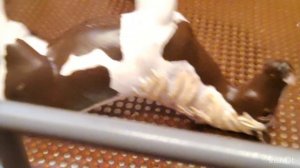 5 часть сериала "Секрет новенького" 🧐🤨🐎