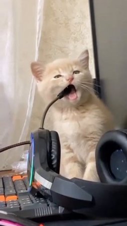 delicious microphone