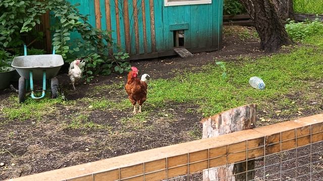 Беляш ворчит на петуха 🐕🐓
