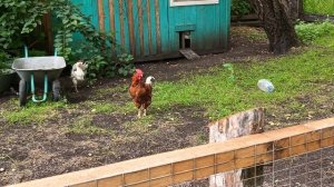 Беляш ворчит на петуха 🐕🐓