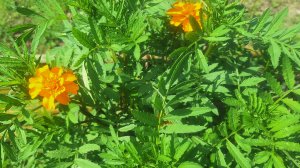 Барбоскины