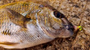 Морская рыбалка в Алупке. Первый Трофей Этого Сезона. Искренние Пожелания Вам от Юного Рыболова.