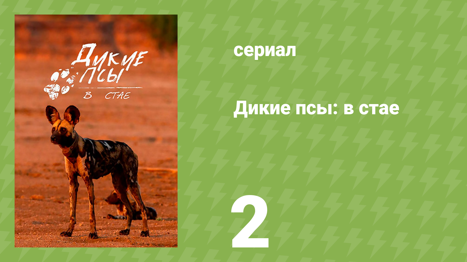 Дикие псы: в стае 1 сезон 2 серия «Близкие контакты» (документальный сериал, 2022)