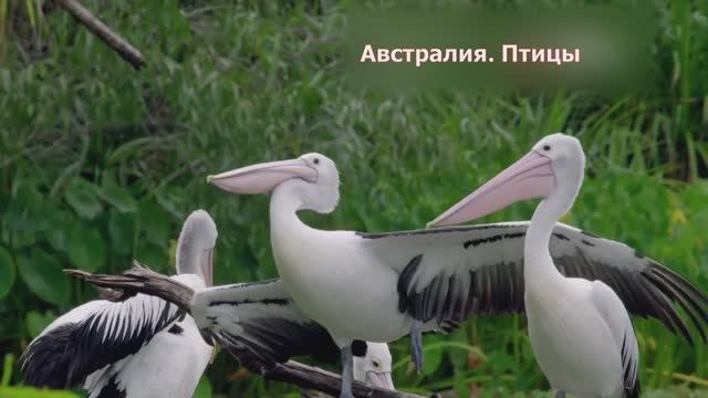 Австралия. Птицы на водоемах. Документальный фильм
