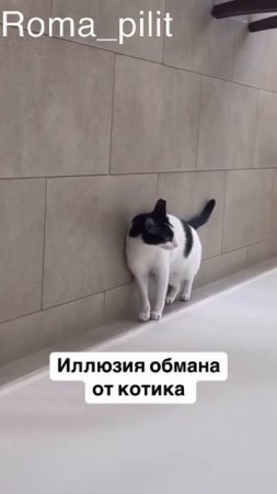 #кот #прикол #смех #юмор