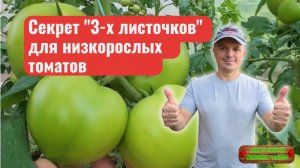 Эти листья мы обязательно удаляем в июле на низкорослых томатах!!