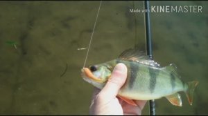 Окуни на Отводной Поводок! Приманки Тиога китай, рачек ,Спиннинг от SR Тайфун Род Юбл.273см  4-18гр