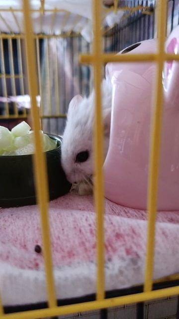 Просто Чипик Которого не стало