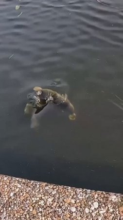 Атака Щуки 🎣