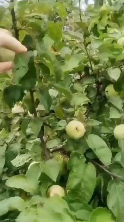 Вот почему надо обрезать ветки у Яблони растущие вверх!👍