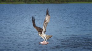 Скопа (водяной орел) на охоте.