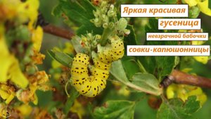 Яркая красивая гусеница скромной бабочки совки-капюшонницы буро-серой. 03.07.25