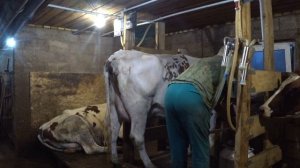 Нежданчик от Белочки . Доение первотелки . Прошлись по патбищу .