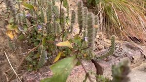 Увезли детей из Индии за границу… Совсем другой мир! Только что родители их скажут