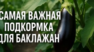 ❗️Самая Важная ПОДКОРМКА для Огромного урожая БАКЛАЖАН!!